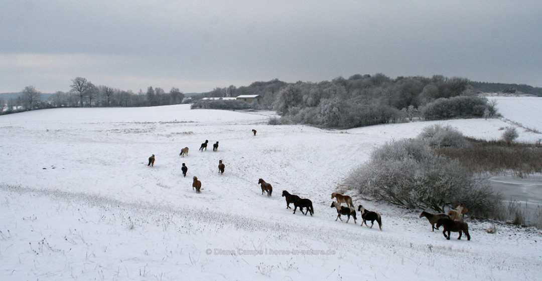 News Mit den Ponies durch den Winter